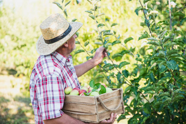 istock Senior Man Picking Up Apples in Orchard 1271843869