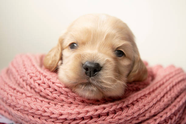 cocker spaniels cachorro - cocker spaniel fotografías e imágenes de stock