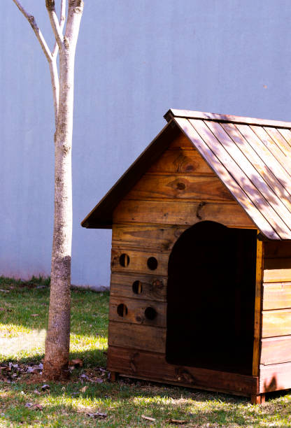 istock dog house 1271846719