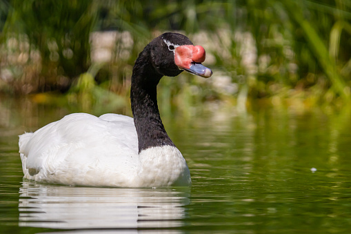 The black swan from Australia