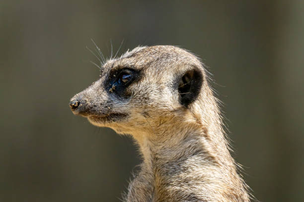 istock Meerkat or suricate (Suricata suricatta) close up portrait 1271849492