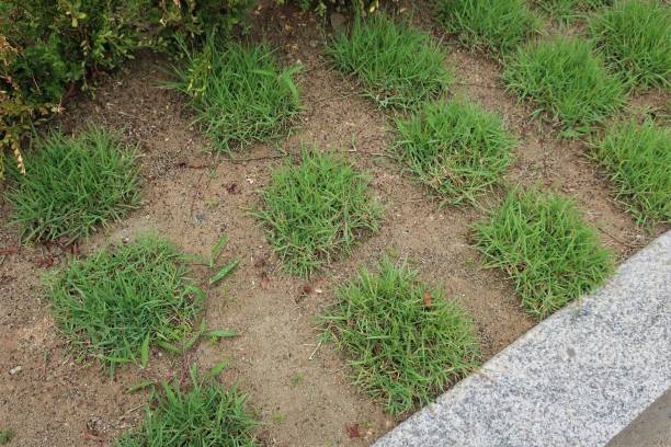 istock planting grass in the garden 1271849647
