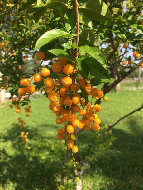 istock Fruit trees in the garden 1271851461