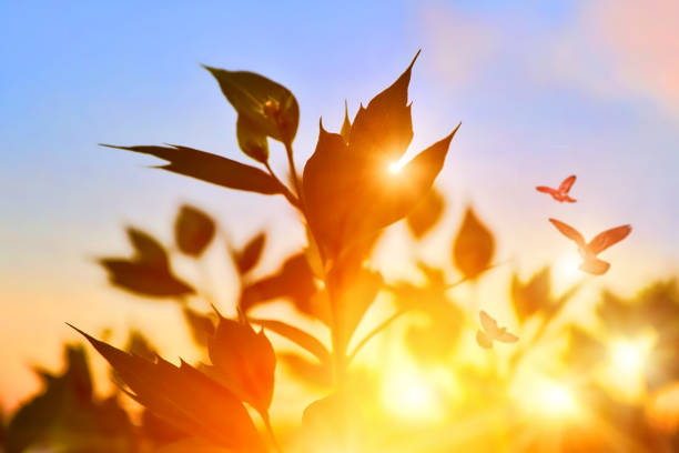 istock Wildflowers at sunset with sunbeams 1271852110