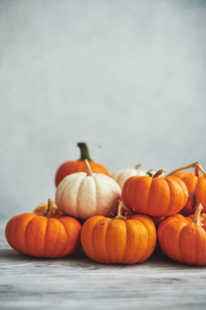 istock Thanksgiving Background for Fall with Pumpkins on Gray 1271852186