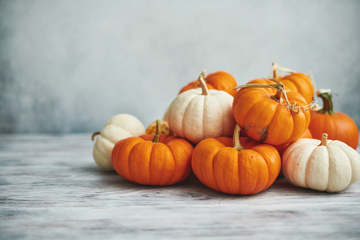 Thanksgiving Background for Fall with Pumpkins on Gray