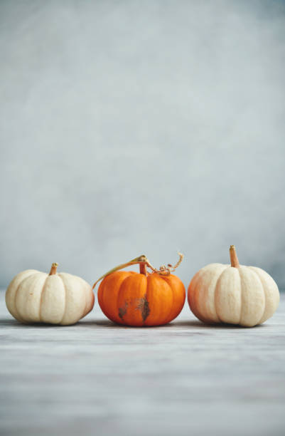 istock Thanksgiving Background for Fall with Three Pumpkins on Gray 1271852191