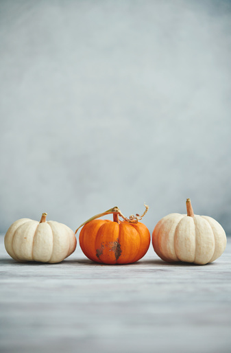 Thanksgiving Background for Fall with Three Pumpkins on Gray