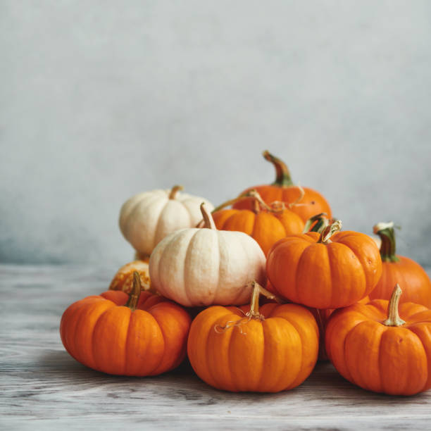 istock Thanksgiving Background for Fall with Pumpkins on Gray 1271852205