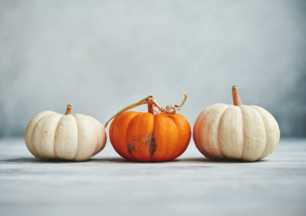 istock Thanksgiving Background for Fall with Three Pumpkins on Gray 1271852208