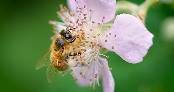 A honeybee in flight next to a purple flower.