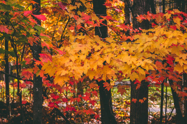 Colorful maple leaves close up in fall in Canada