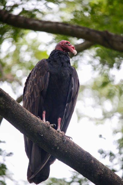 istock Turkey vulture perched on the branches of a tree 1271857574