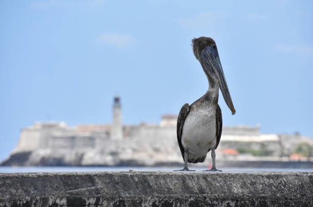 A pelican on the Malecon in Havana