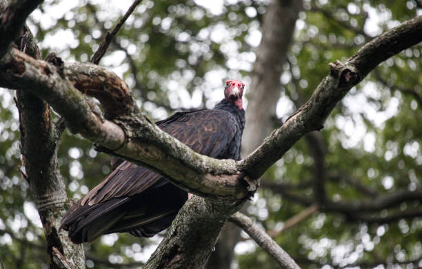 istock A Turkey vulture perched on the branches of a tree 1271857698