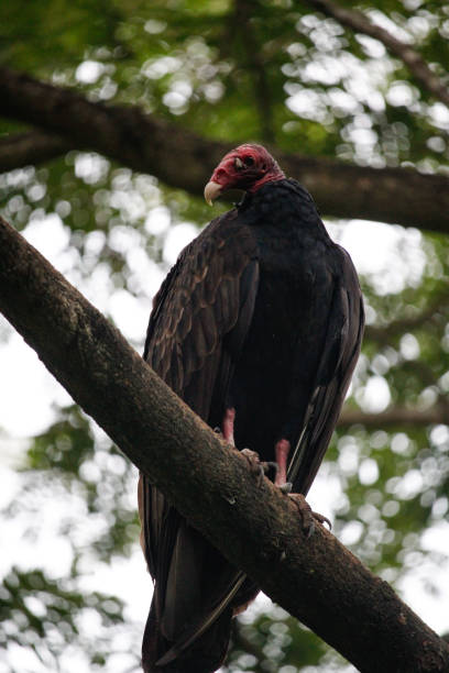 istock A Turkey vulture perched on the branches of a tree 1271857714