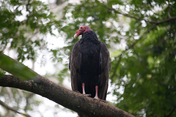 istock A Turkey vulture perched on the branches of a tree 1271857728
