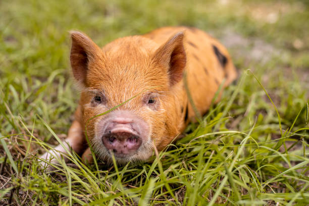 istock Kunekune piglet orange and black laying down in grass 1271863123