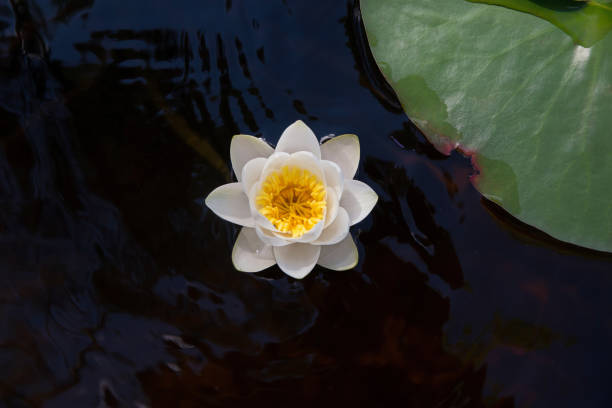 istock Water Lily in dark water 1271864802