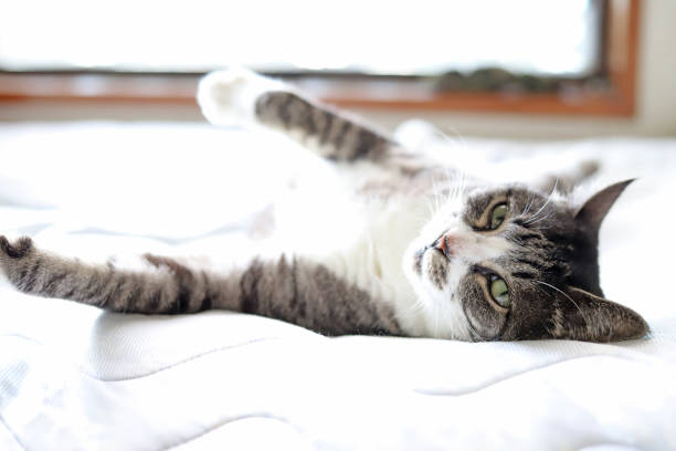 istock White and gray tabby cat with white socks lying on her back on the bed 1271865070