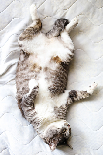 White and gray tabby cat with white socks lying on her back on the bed
