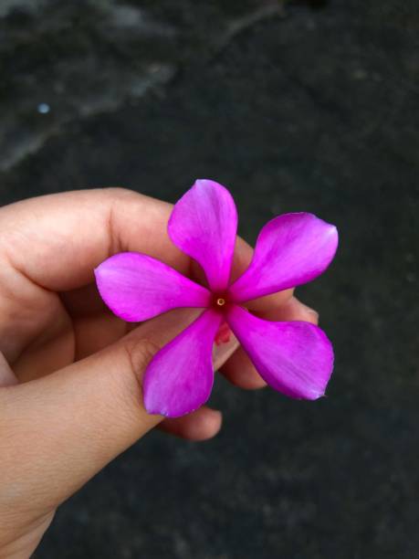istock Pink flower being held by a hand 1271867191