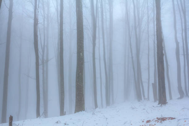 Free Stock Photo of Misty Forest with Snow-Coated Trees in Winter Scene ...