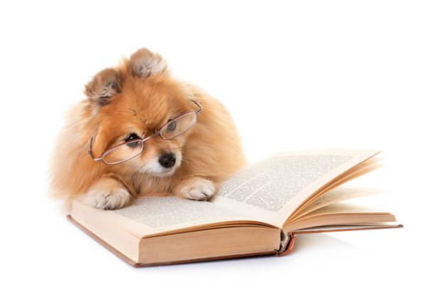 istock young pomeranian 1271870148