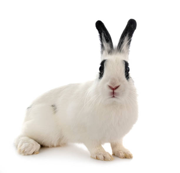 istock English Spot rabbit 1271870152
