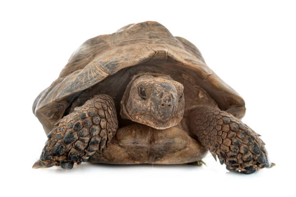istock Greek tortoises 1271870165