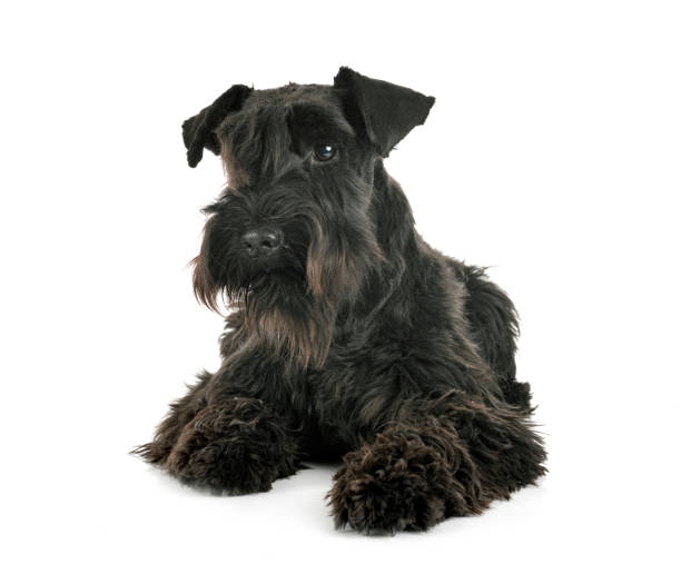 istock miniature schnauzer 1271870185