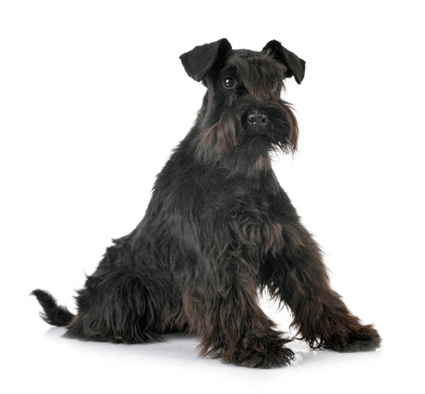 istock miniature schnauzer 1271870198
