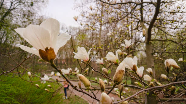 blume und knospen der magnolia grandiflora, die südliche magnolie oder bull enbay, baum der familie magnoliaceae - sweet magnolia tree blossom white stock-fotos und bilder