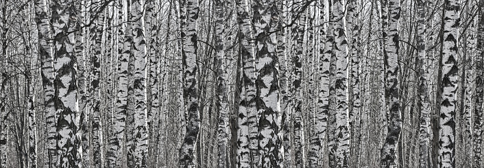 black and white background from birch tree trunks