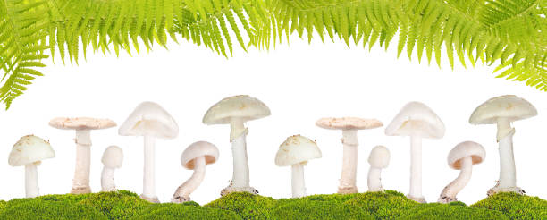 isolated stripe with white poisonous mushrooms under fern leaves twelve poisonous mushrooms in green moss under fern leaves isolated on white background amanita citrina photos stock pictures, royalty-free photos & images
