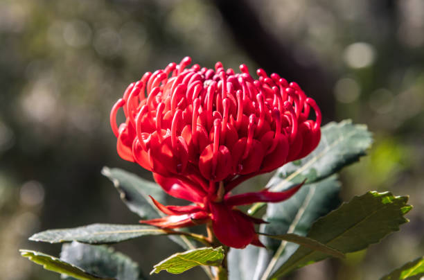 istock Australian Native Waratah Wildflower in Bloom 1271871539