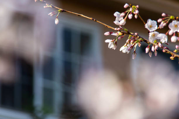 istock Cherry blossoms in bloom in front of a stylish window frame 1271872333