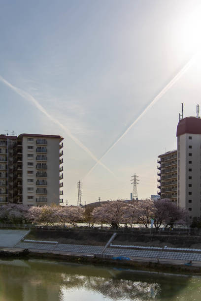 istock Cherry blossoms and airplane clouds in the sky 1271872350