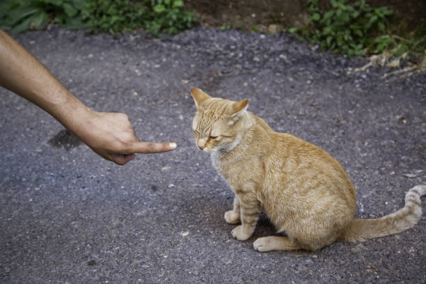 istock Abandoned street cats 1271873355
