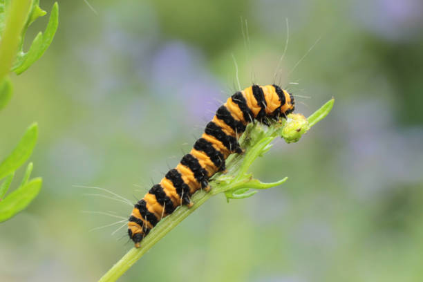 Tyria jacobaeae larval stage.