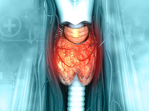 анатомия щитовидной железы - goiter стоковые фото и изображения
