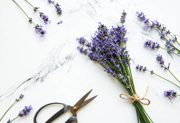 istock Lavender flowers, scissors and rope 1271875070