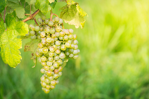 White grapes in a vineyard in Burgenland