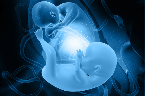 Twins pregnancy anatomy. science background. 3d illustration