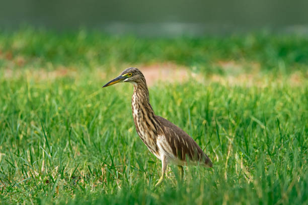istock Cattle Egret, Rajakamangalam, Tamil Nadu. 1271877552