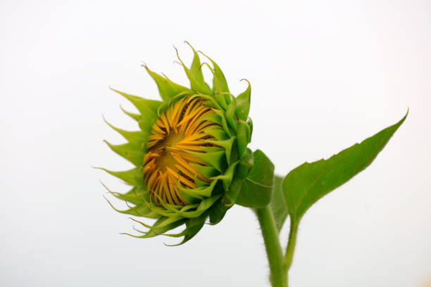 Sunflowers on a farm, China