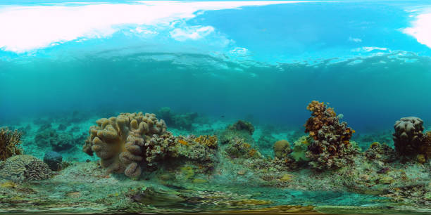 istock Coral reef with fish underwater 360VR. Camiguin, Philippines 1271878567