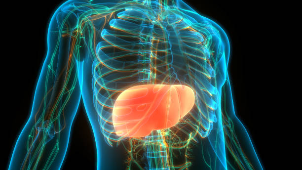 anatomia epatica dell'organo digestivo interno umano - liver foto e immagini stock