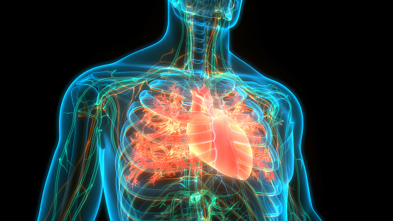 Sistema Circulatorio Humano Anatomía del Corazón photo