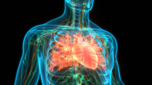 sistema circulatorio humano anatomía del corazón - sistema cardiovascular fotografías e imágenes de stock